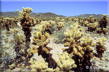 Cholla Cactus Garden